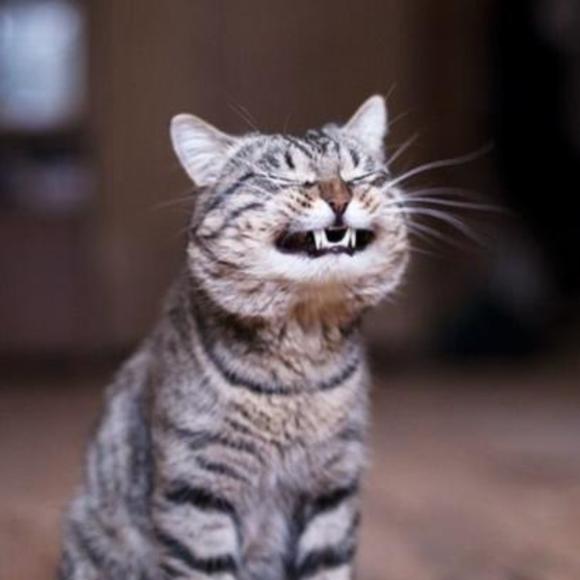 Meet your Posher, Susan - Picture 1 of 1